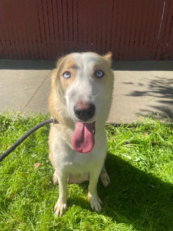 Enlarge Pumpkin, a ADOPTABLE mixed breed in Woodland, CA image 2/2
