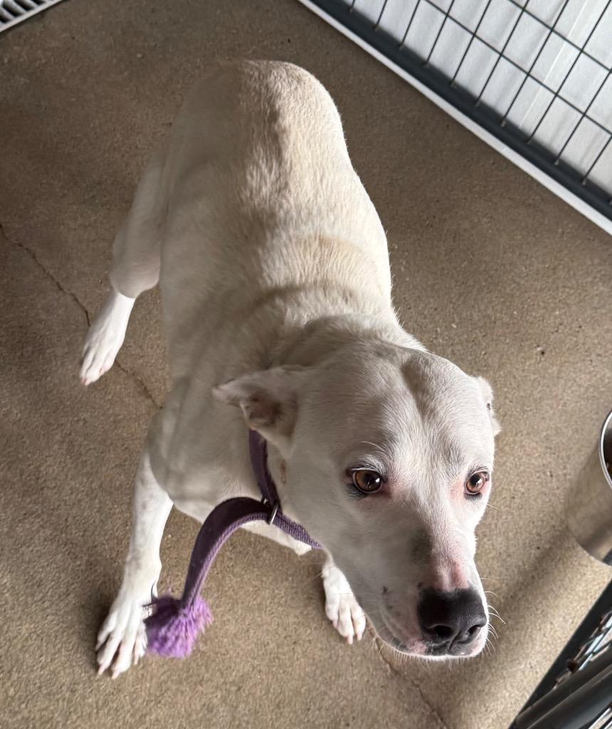 Jingle, Adoptable, Adult Male Terrier & Labrador Retriever.