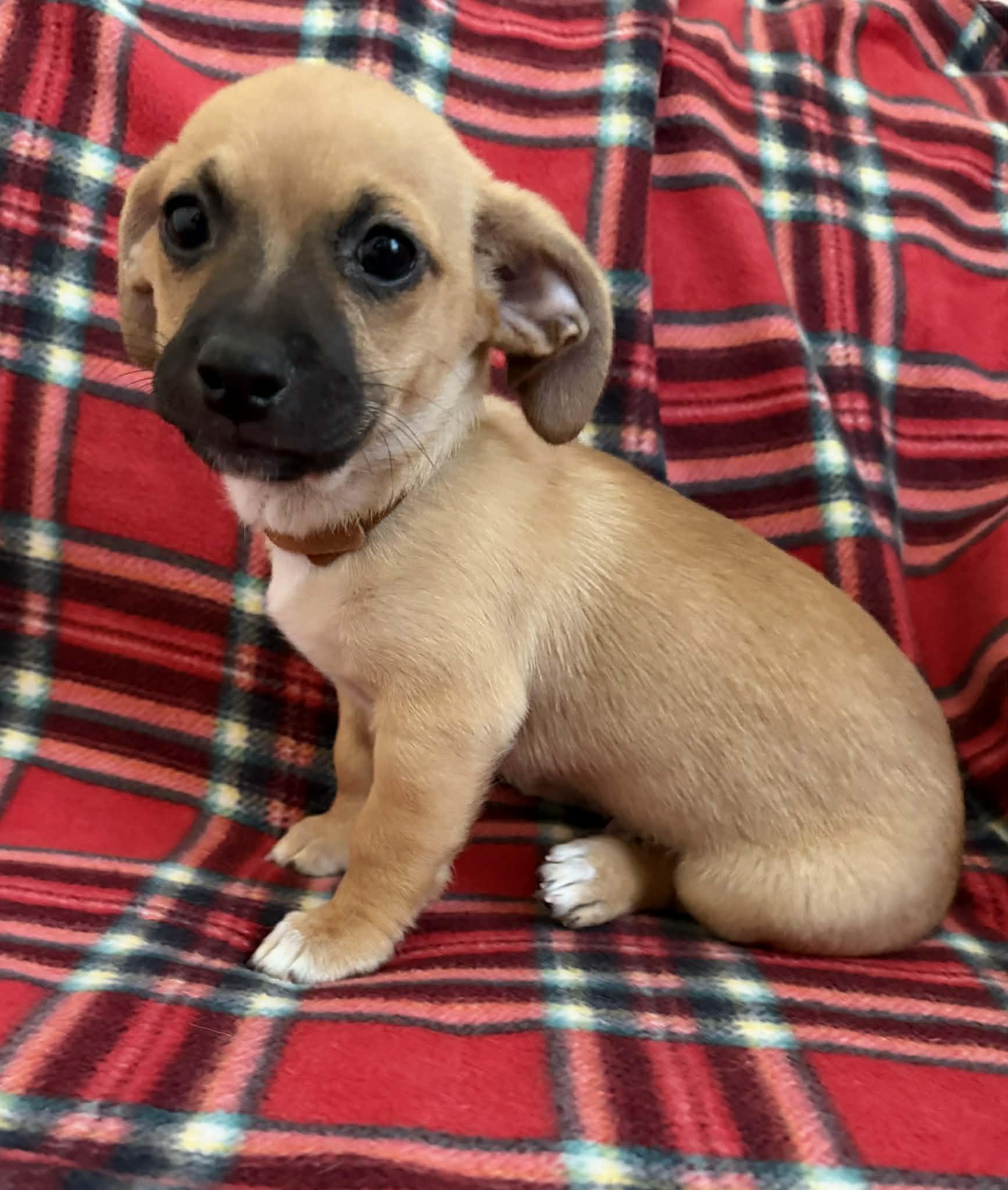 Enlarge Maple (Whiskey), a Adopted mixed breed in Tempe, AZ image 2/6