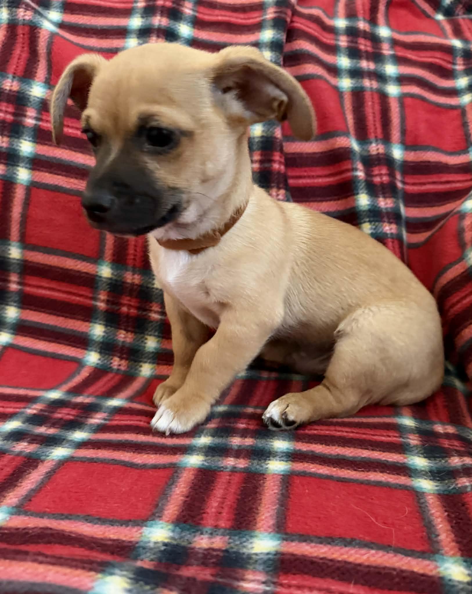 Enlarge Maple (Whiskey), a Adopted mixed breed in Tempe, AZ image 3/6