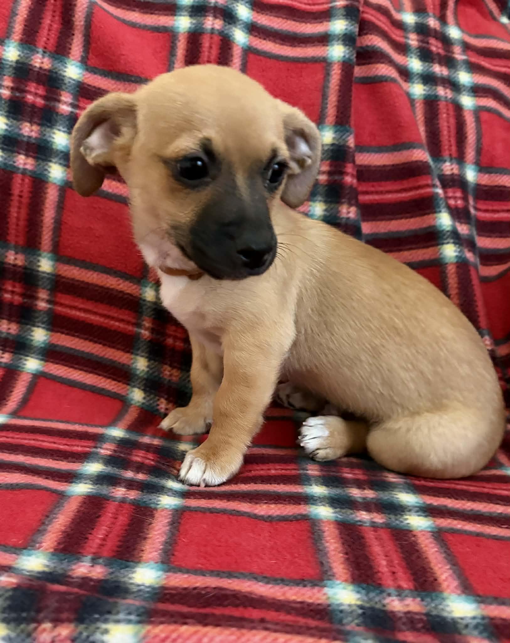 Enlarge Maple (Whiskey), a Adopted mixed breed in Tempe, AZ image 6/6