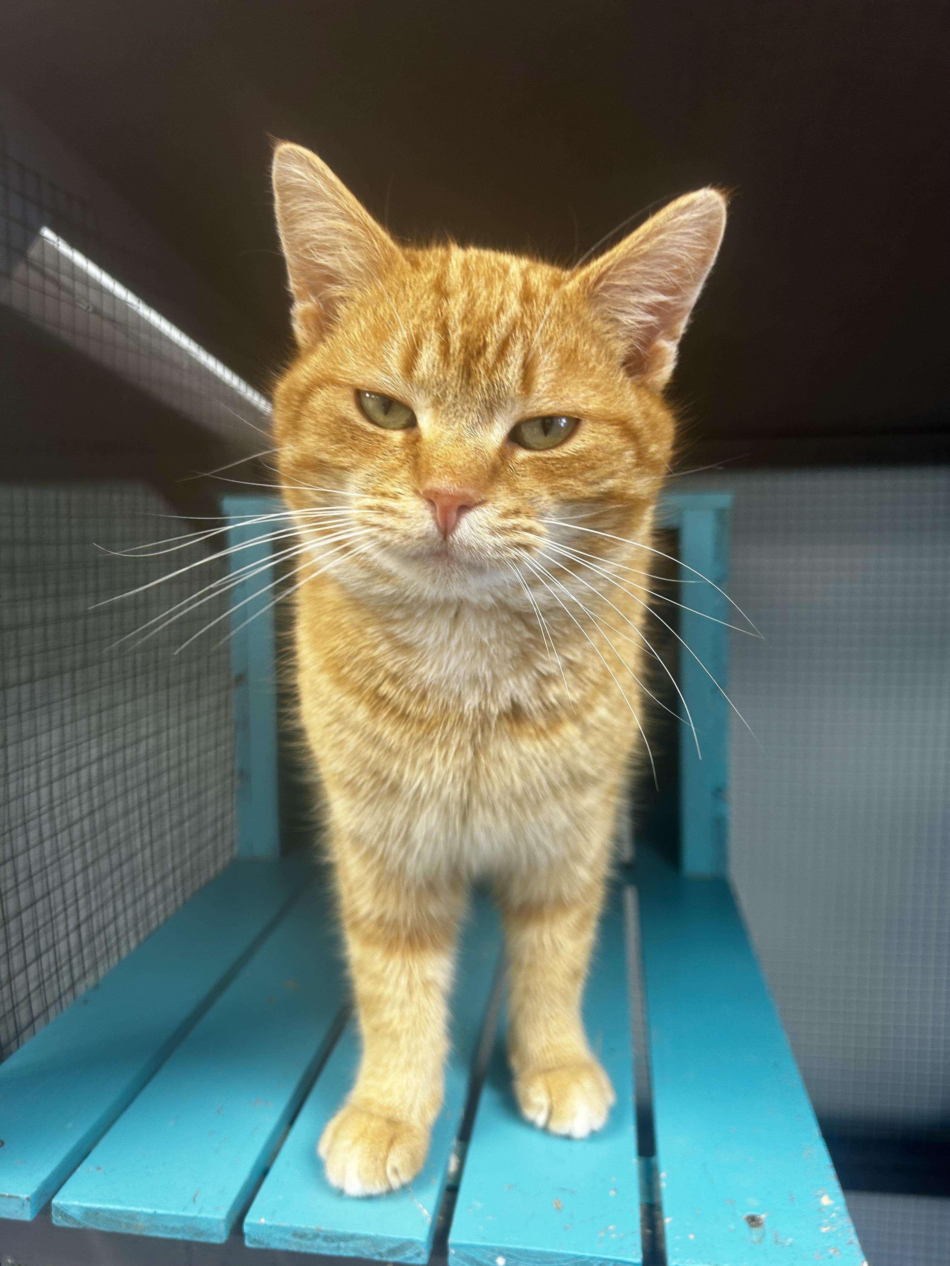 Morgan - ADOPTION PENDING!, adopted, Young Male Tabby.