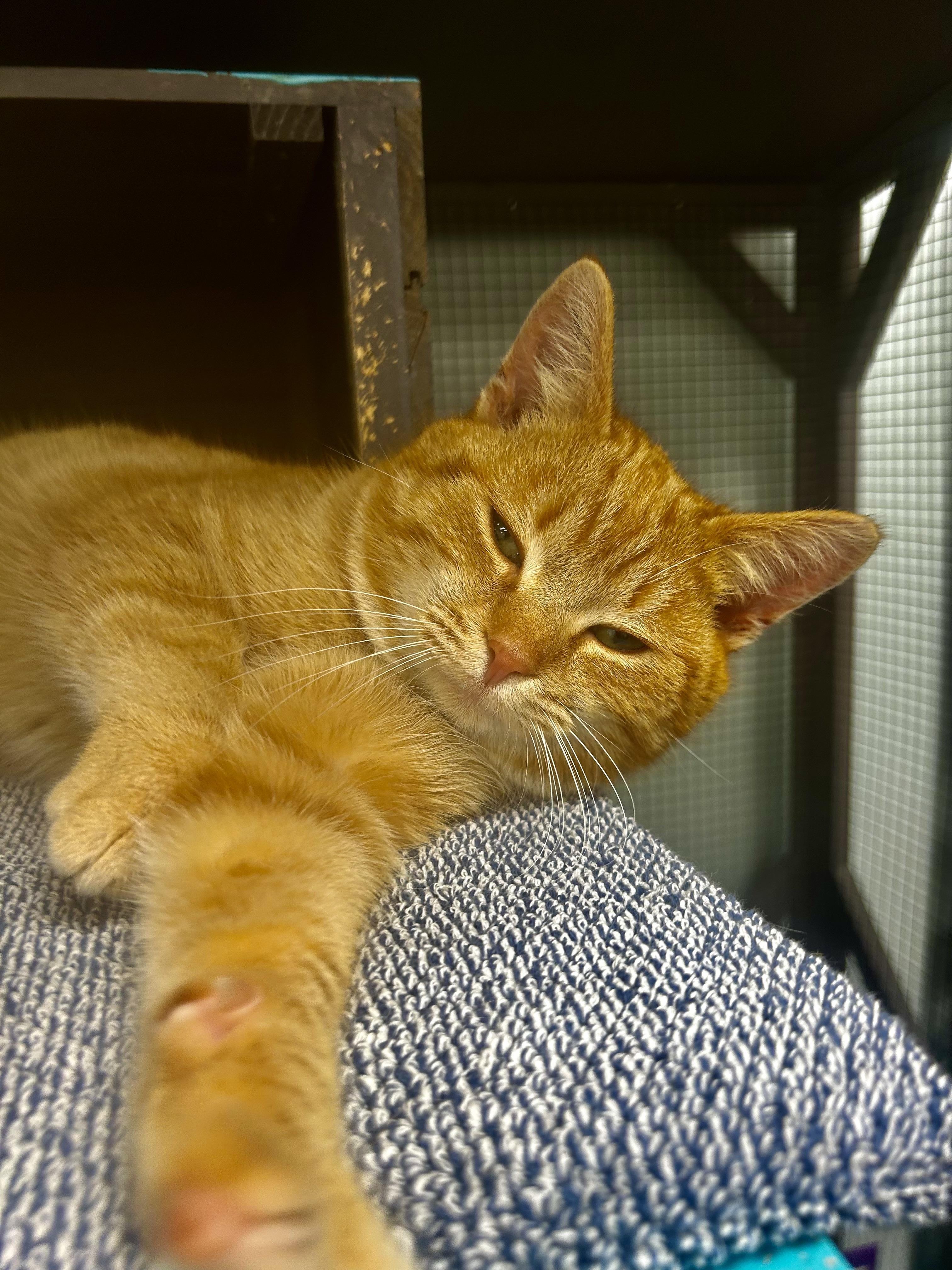 Enlarge Morgan - ADOPTION PENDING!, an adopted Tabby in Grand Rapids, MI image 5/6