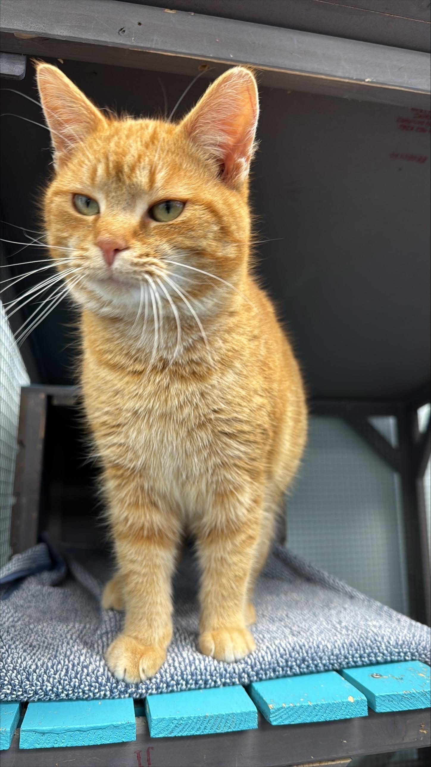 Enlarge Morgan - ADOPTION PENDING!, an adopted Tabby in Grand Rapids, MI image 6/6