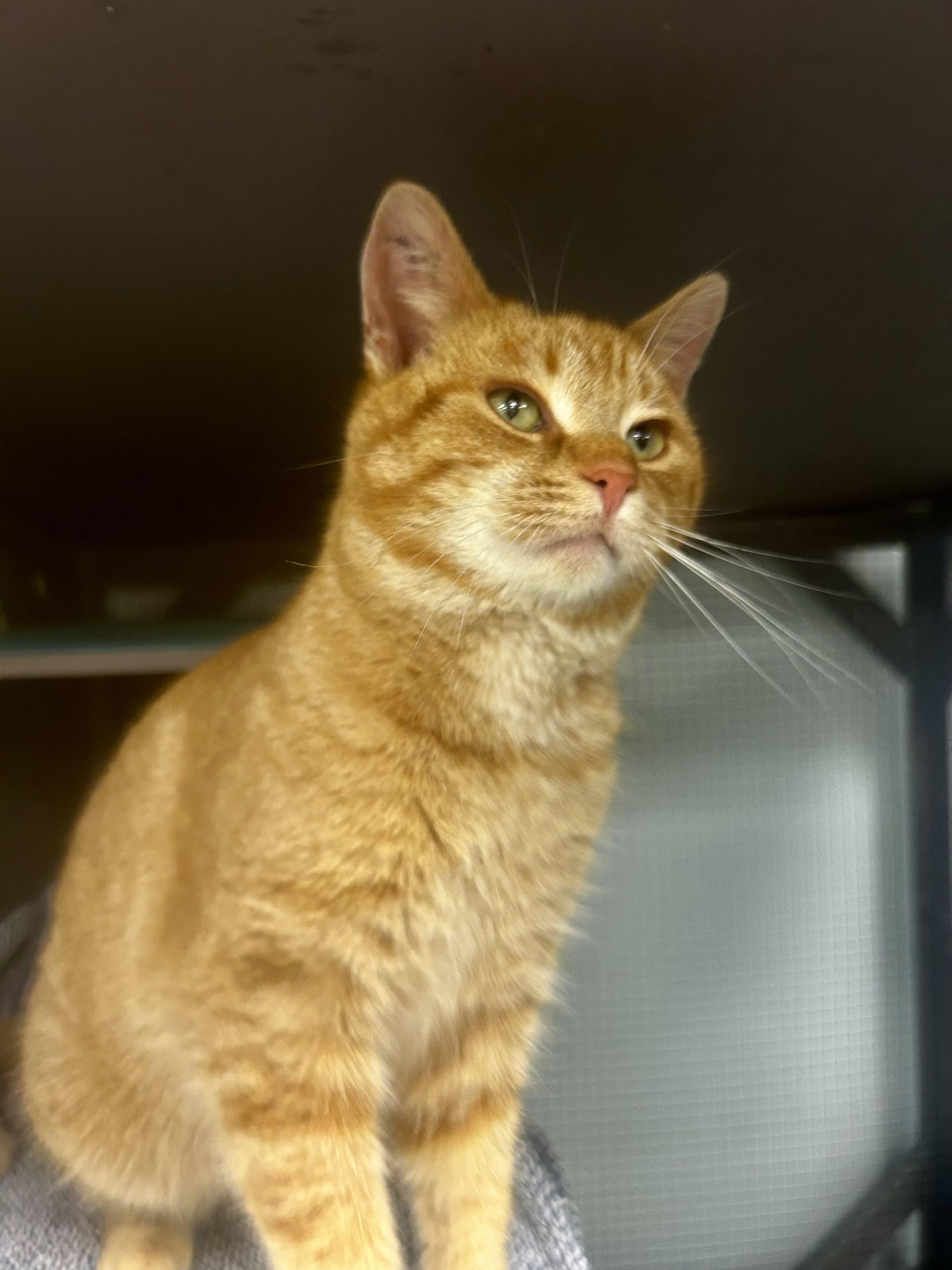 Enlarge Morgan - ADOPTION PENDING!, an adopted Tabby in Grand Rapids, MI image 2/6