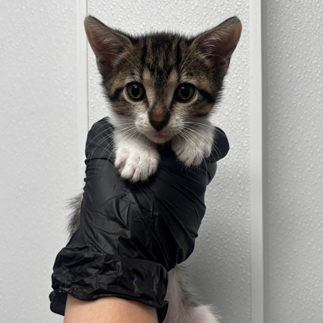 Huey, Adoptable, Kitten Male Domestic Short Hair.