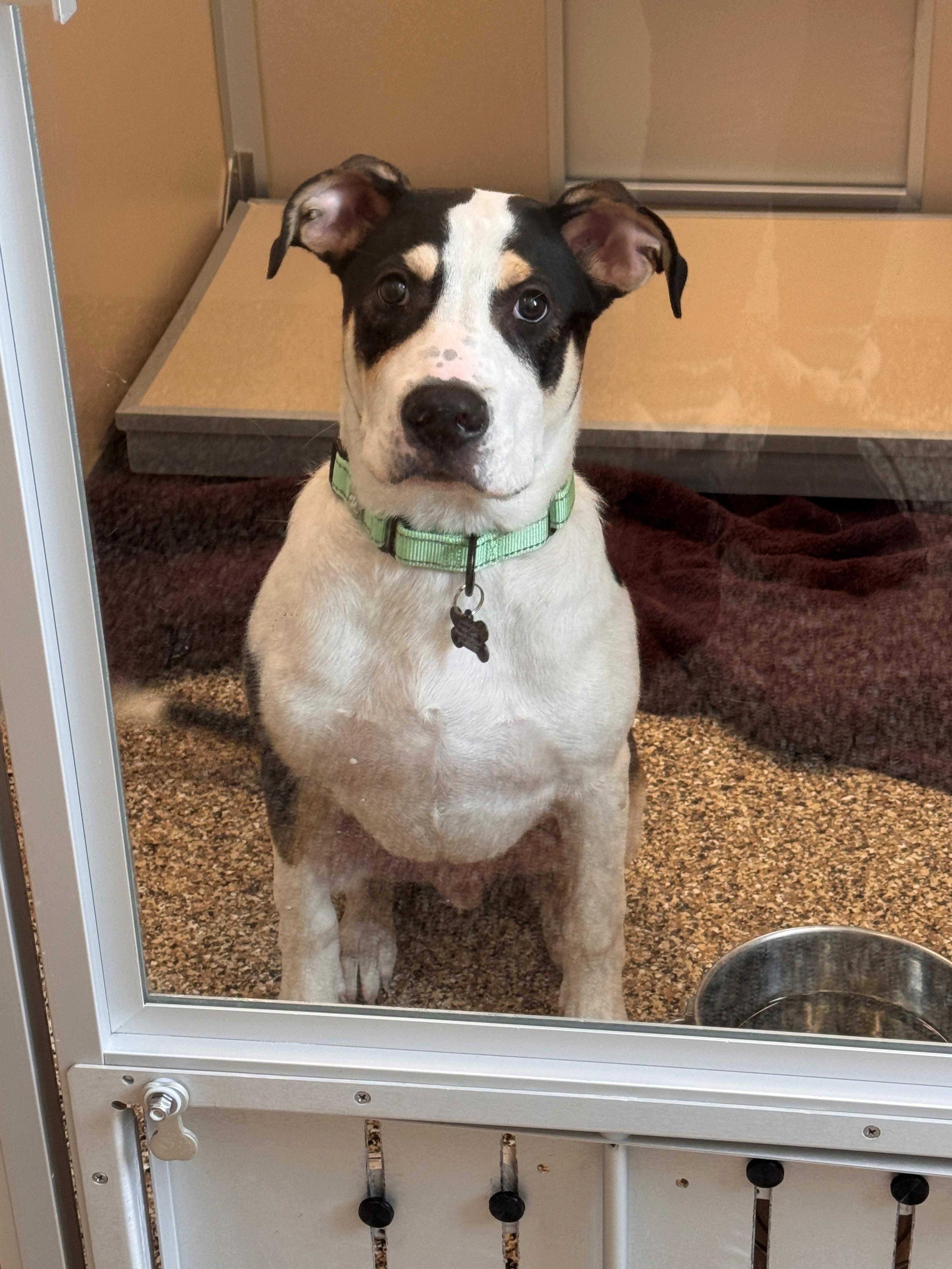 Brock aka Broccoli, a ADOPTABLE mixed breed in Hackensack, MN image 2/5