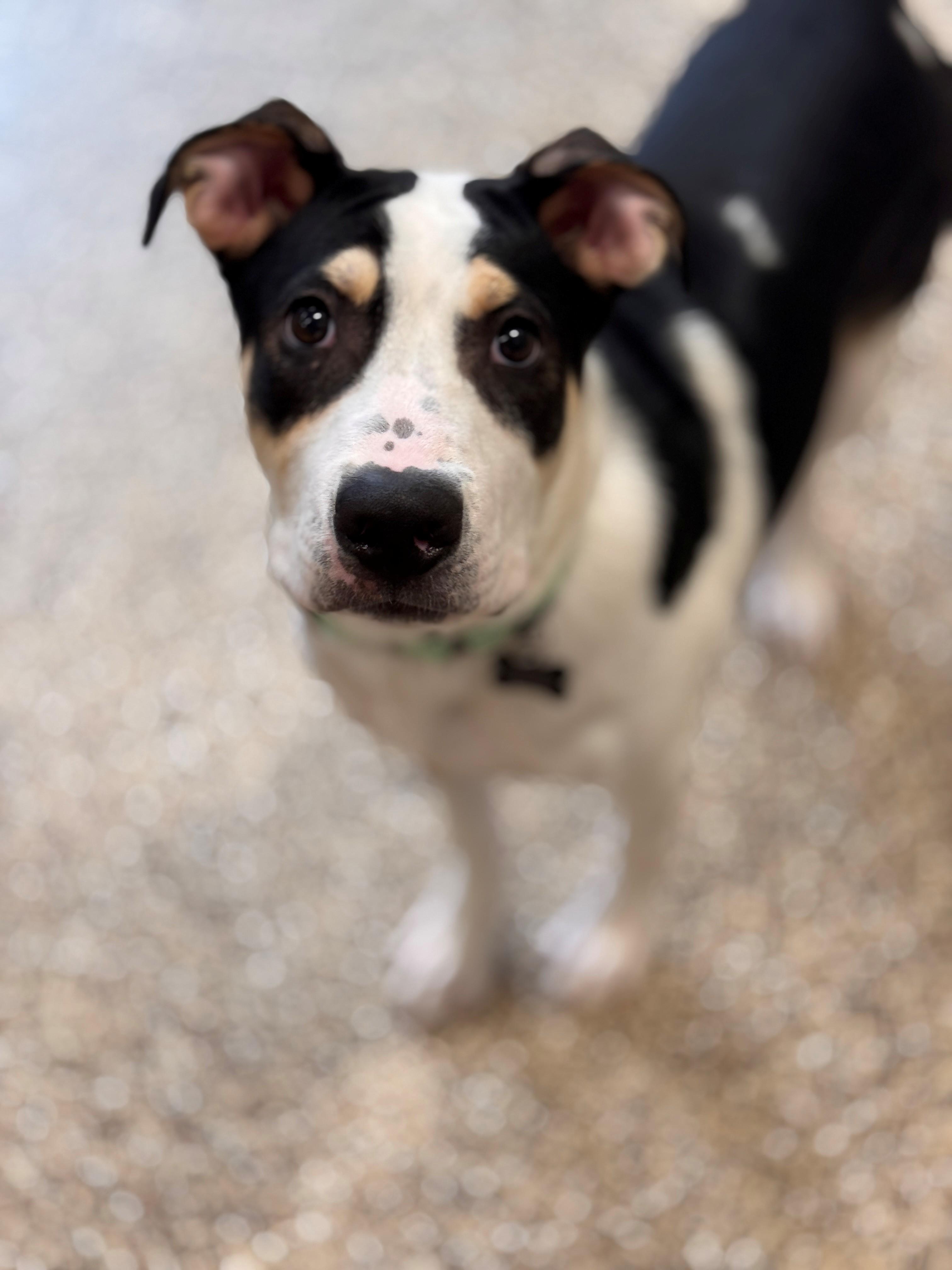 Brock aka Broccoli, a ADOPTABLE mixed breed in Hackensack, MN image 5/5