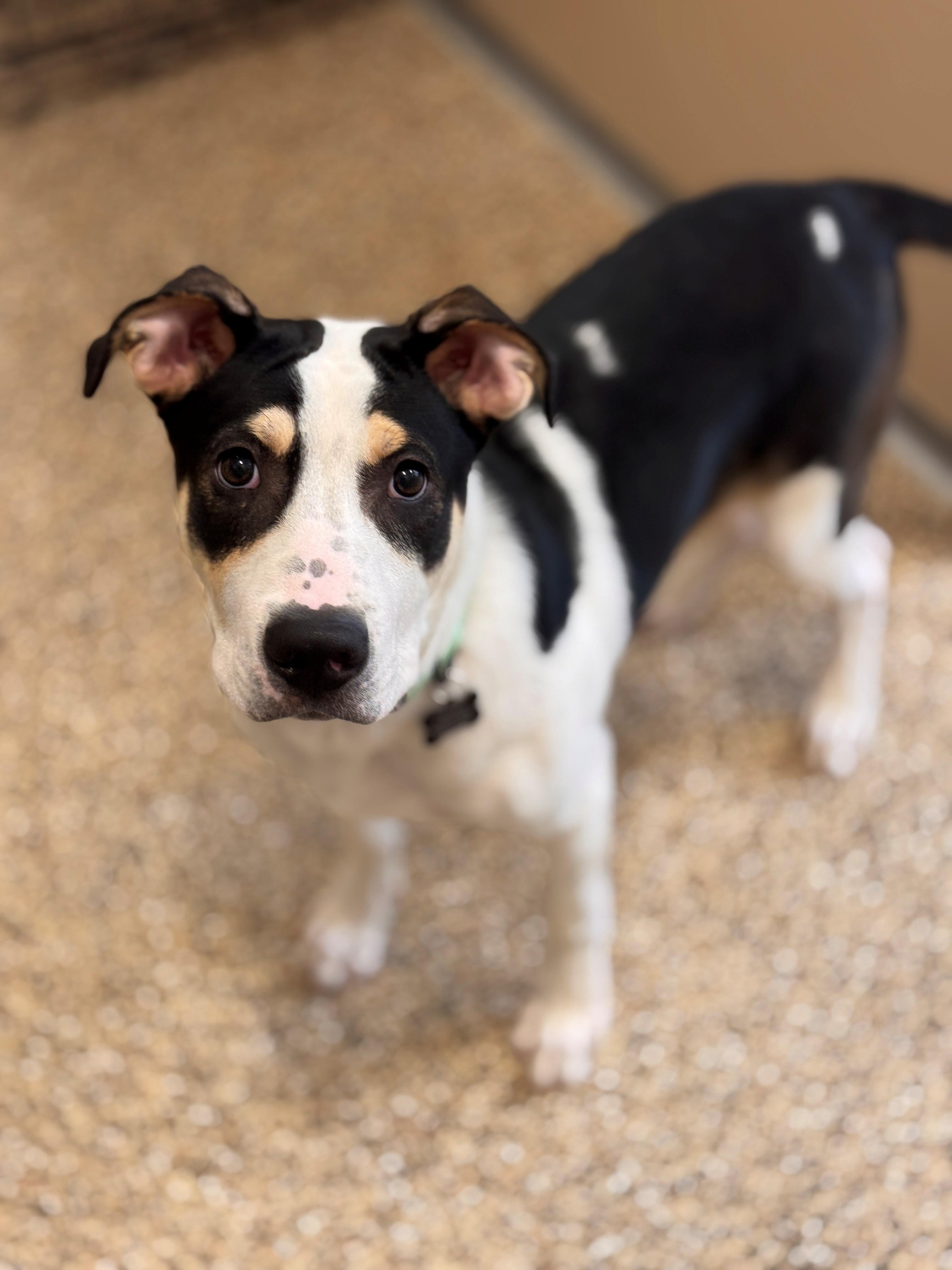 Brock aka Broccoli, ADOPTABLE, Young Male Mixed Breed.
