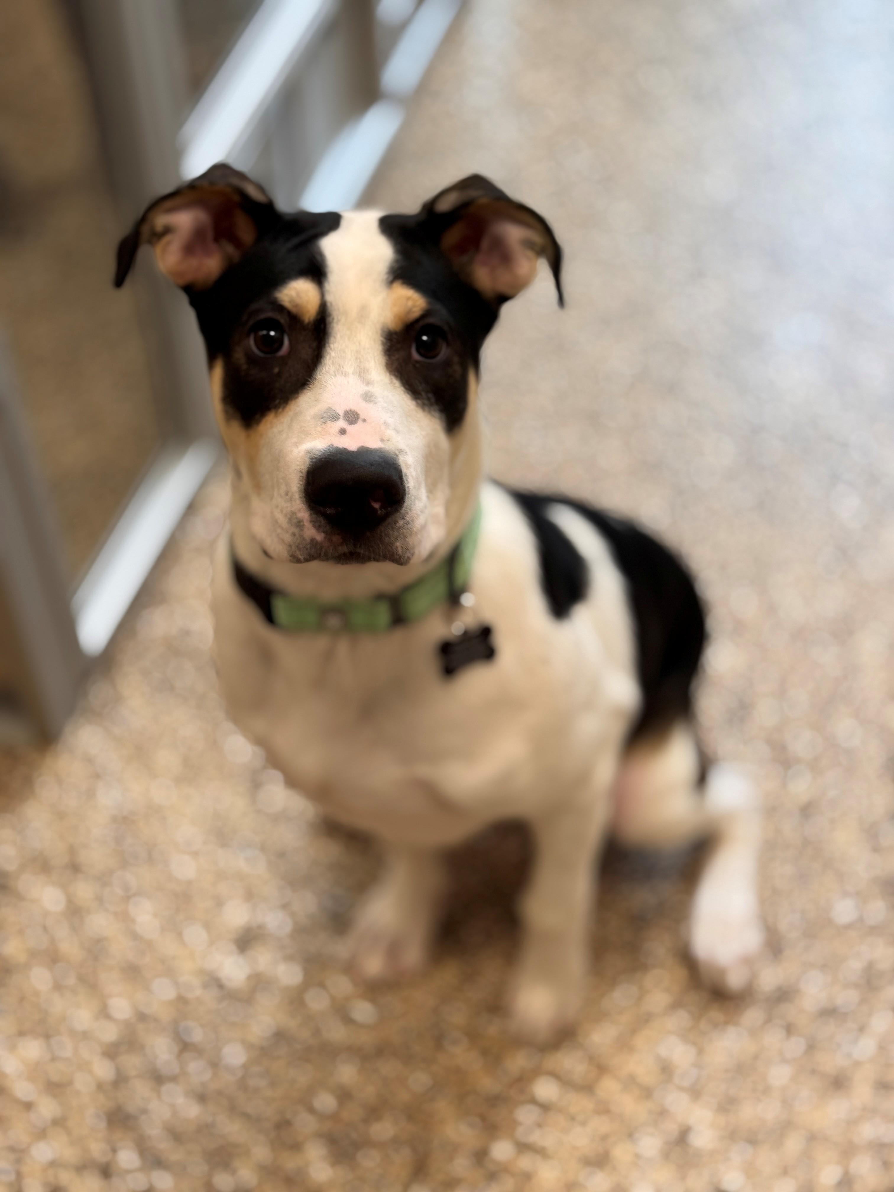Brock aka Broccoli, a ADOPTABLE mixed breed in Hackensack, MN image 4/5