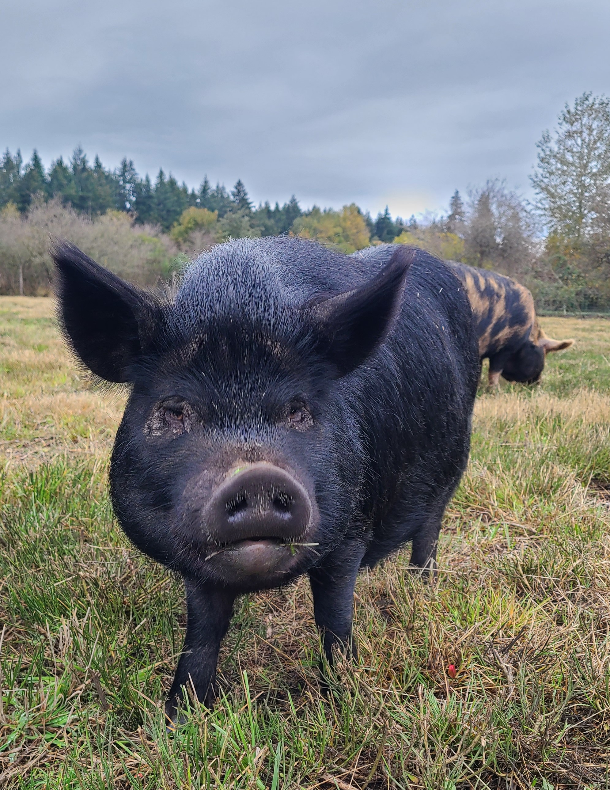 Noelle, Adoptable, Adult Female Pig.