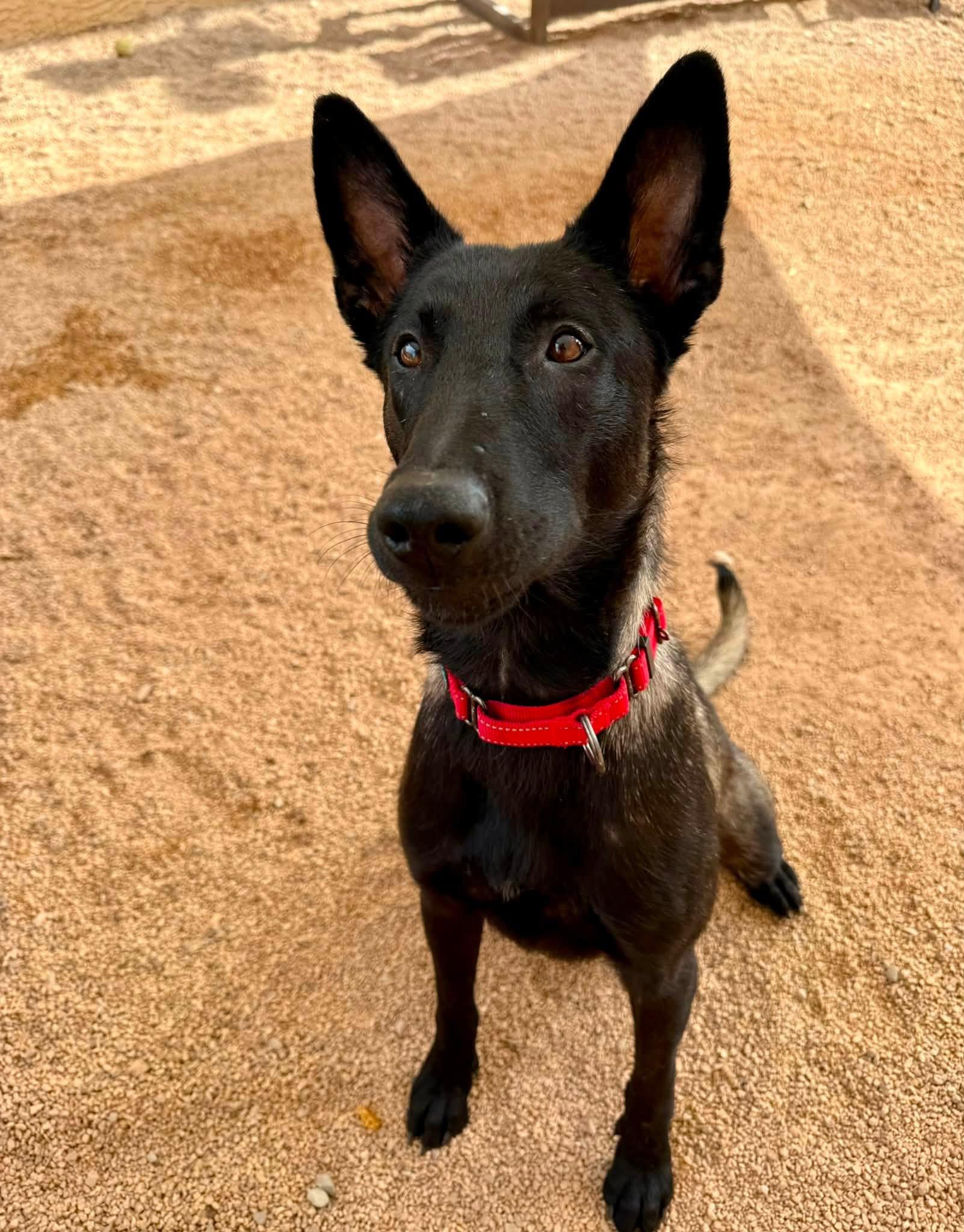 Enlarge Ricky, an adopted mixed breed in Glendale, AZ image 1/5