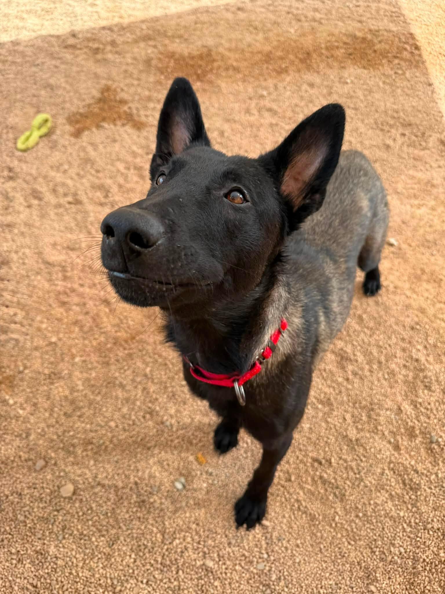 Enlarge Ricky, an adopted mixed breed in Glendale, AZ image 2/5