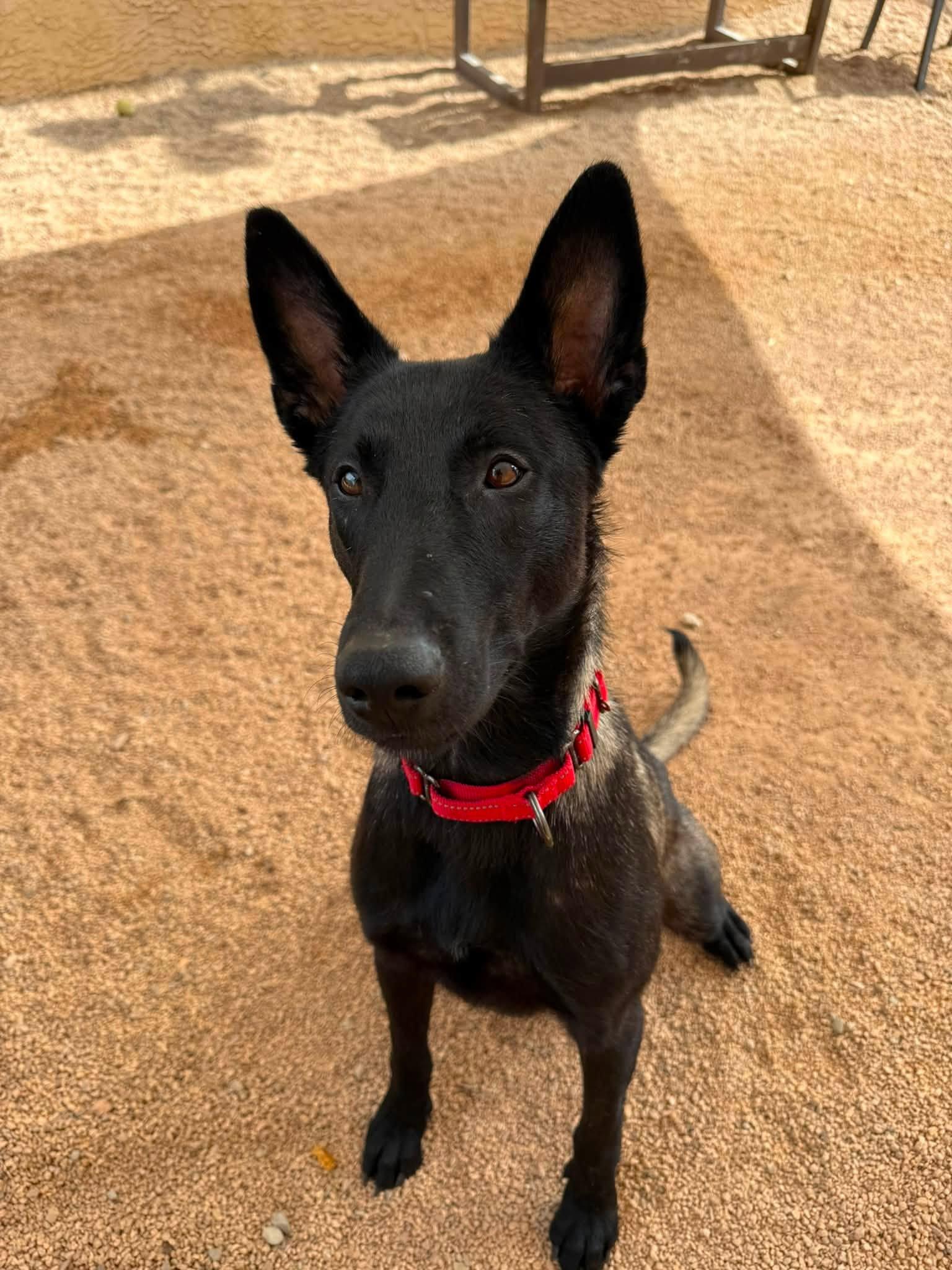 Enlarge Ricky, an adopted mixed breed in Glendale, AZ image 5/5