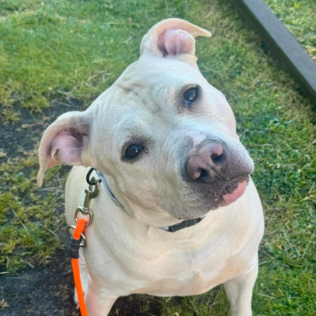 Tessa, Adoptable, Adult Female Pit Bull Terrier.