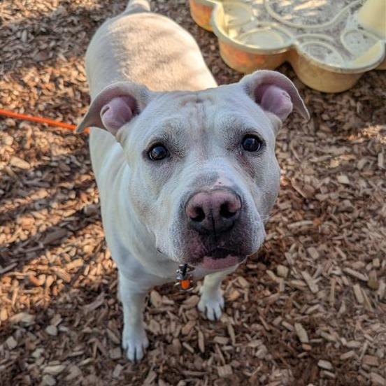 Enlarge Tessa, a Adoptable mixed breed in Tacoma, WA image 2/2