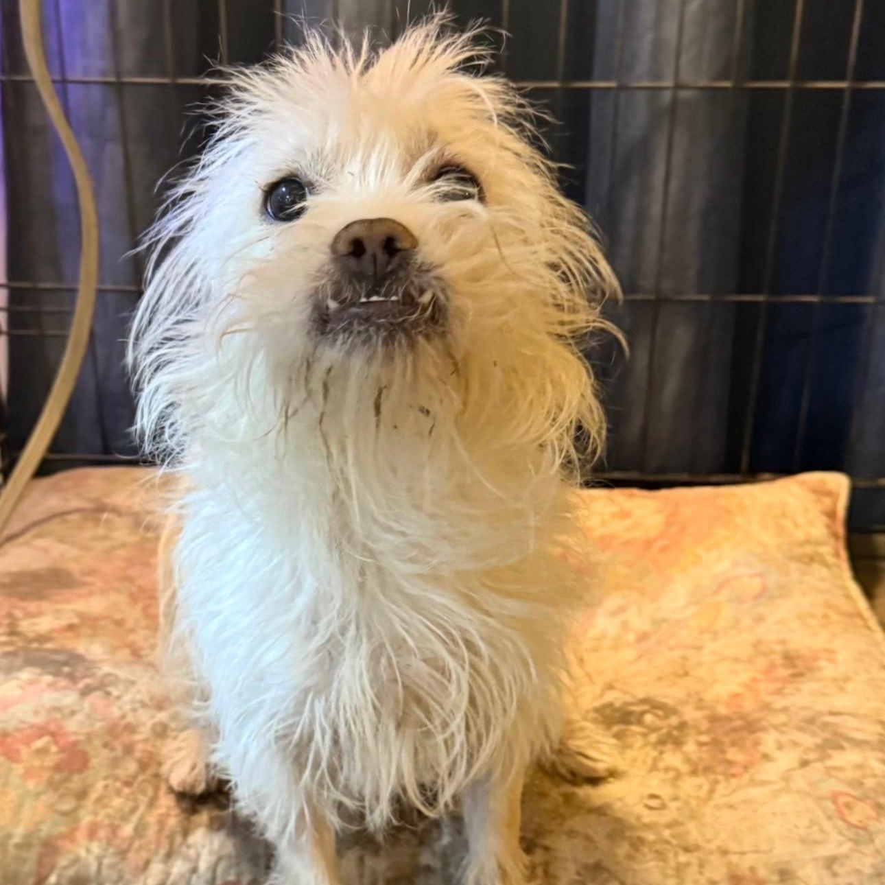 Enlarge Mr. Cutie Hashbrown (Tics), a Adoptable mixed breed in Ridgefield, WA image 4/6