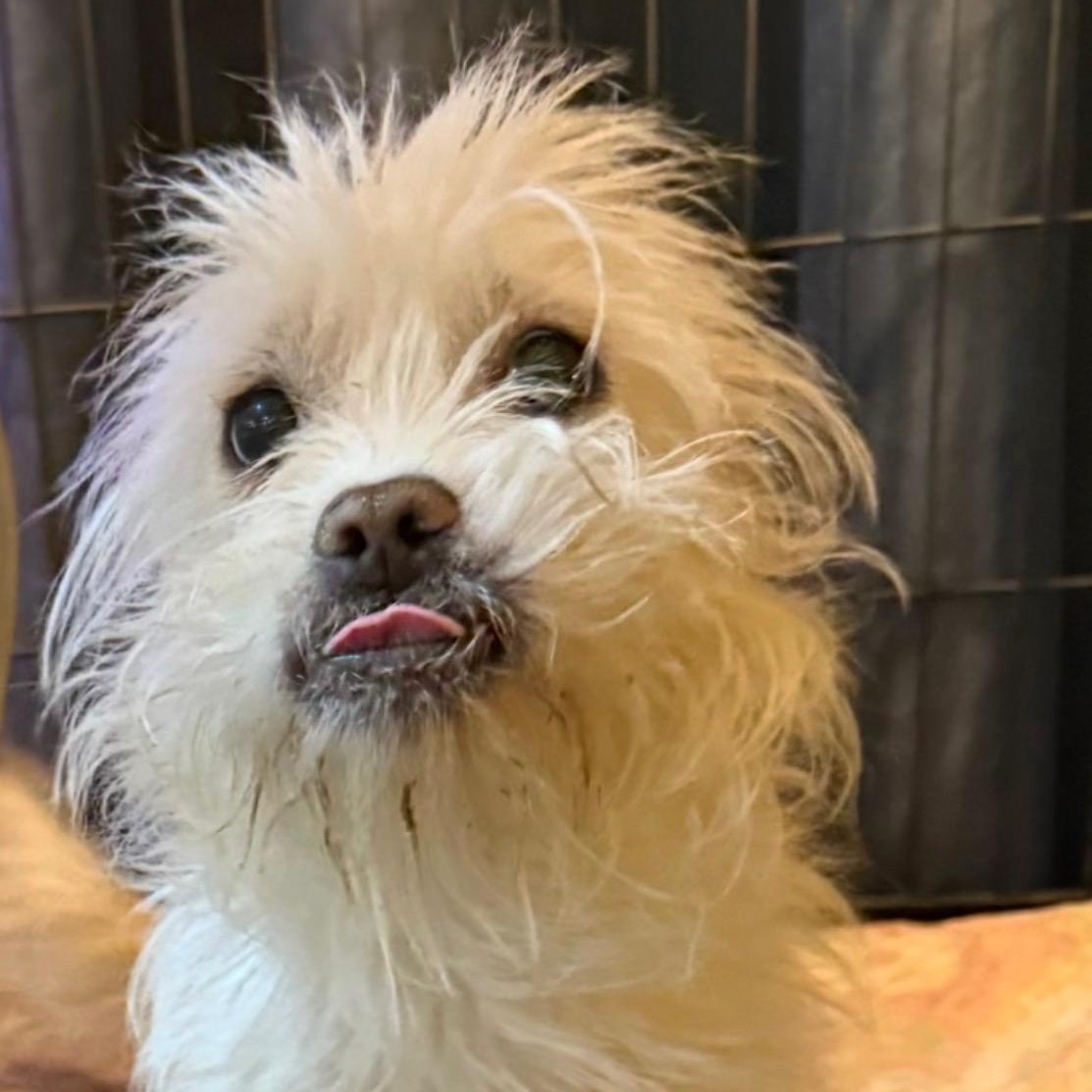 Enlarge Mr. Cutie Hashbrown (Tics), a Adoptable mixed breed in Ridgefield, WA image 1/6