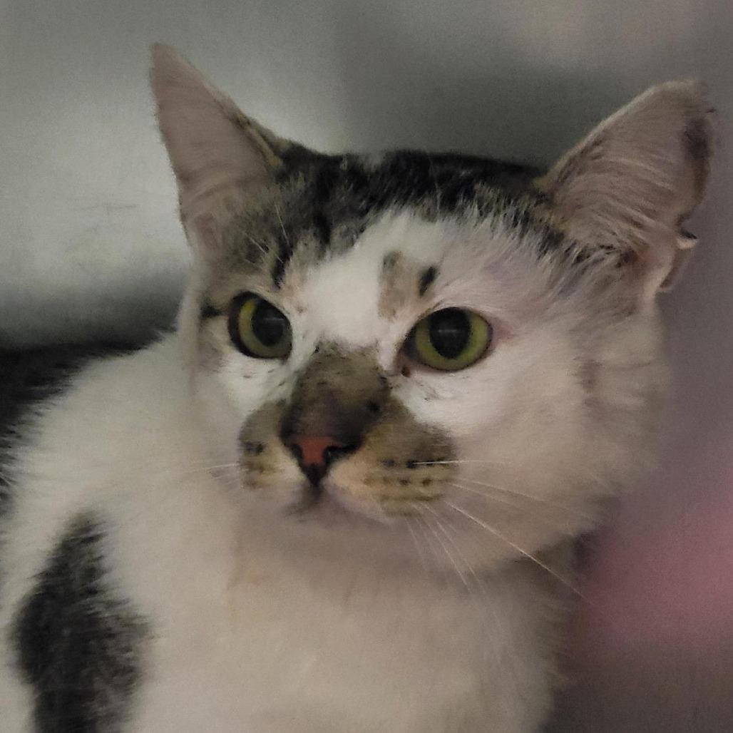 Gash, Adoptable, Adult Male Domestic Short Hair.