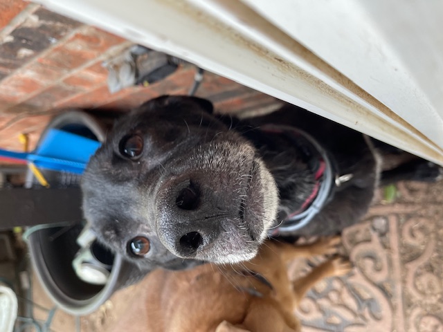 Enlarge Lucy, a Adopted Black Labrador Retriever in Mansfield, TX image 1/4