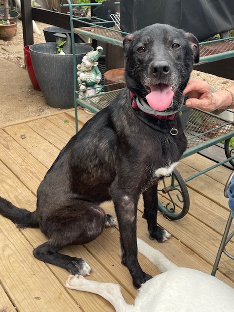 Enlarge Lucy, a Adopted Black Labrador Retriever in Mansfield, TX image 3/4