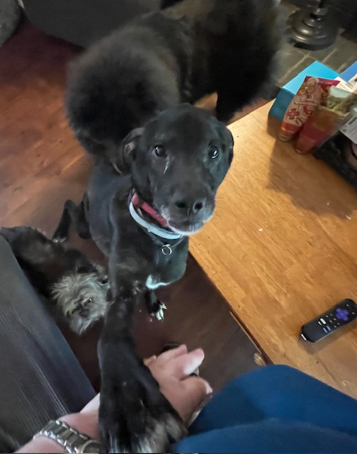 Enlarge Lucy, a Adopted Black Labrador Retriever in Mansfield, TX image 4/4