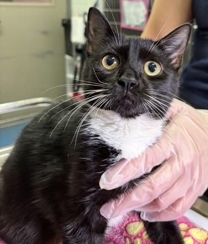 Enlarge BELLA, a Adoptable Domestic Short Hair in Pensacola, FL image 1/1