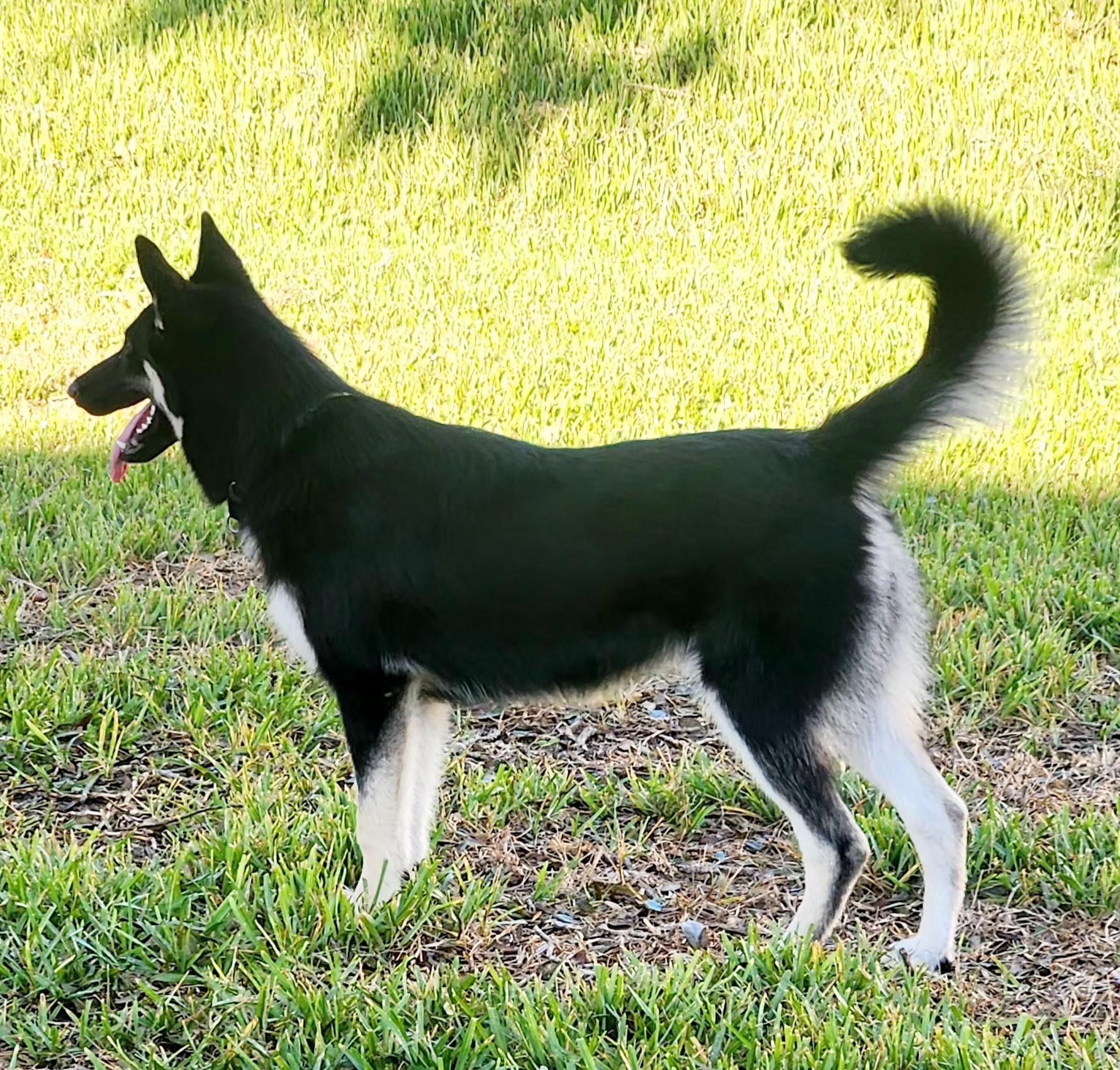 Enlarge Eos / Lucy, a Adopted mixed breed in Parrish, FL image 2/6
