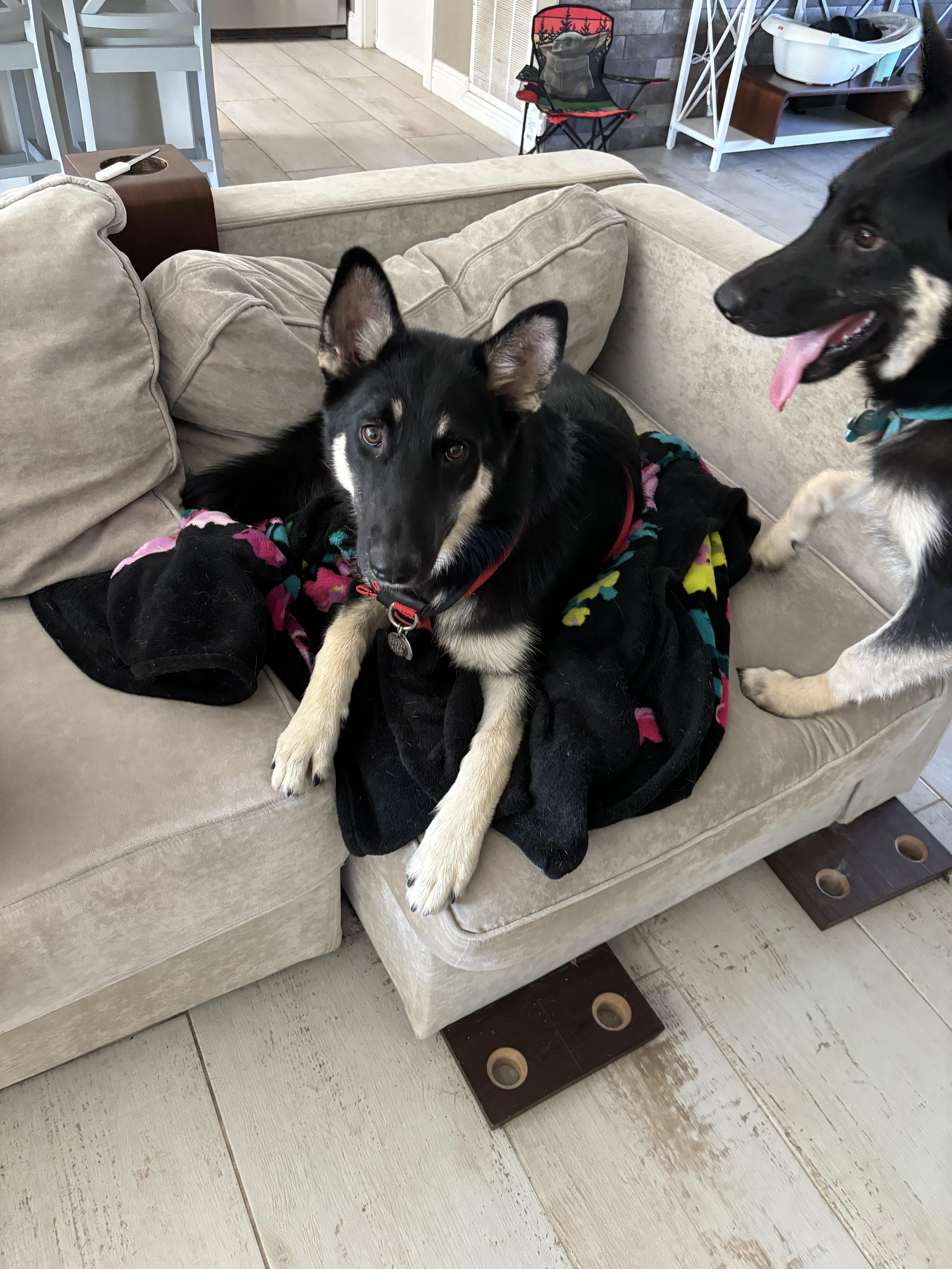 Enlarge Eos / Lucy, a Adopted mixed breed in Parrish, FL image 4/6