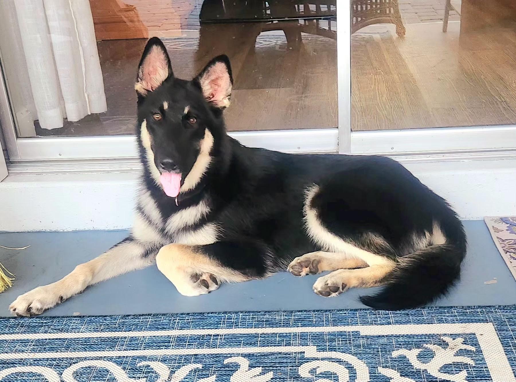 Enlarge Eos / Lucy, a Adopted mixed breed in Parrish, FL image 5/6