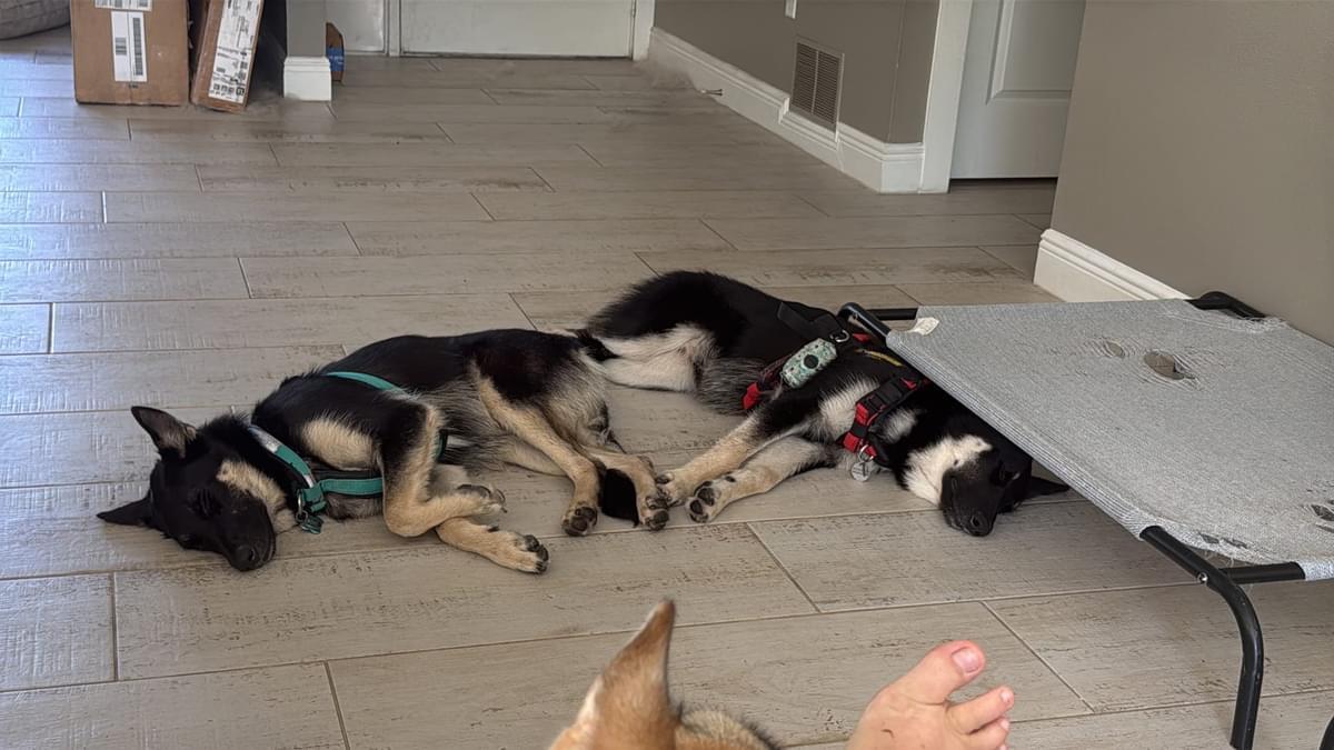 Enlarge Eos / Lucy, a Adopted mixed breed in Parrish, FL image 6/6