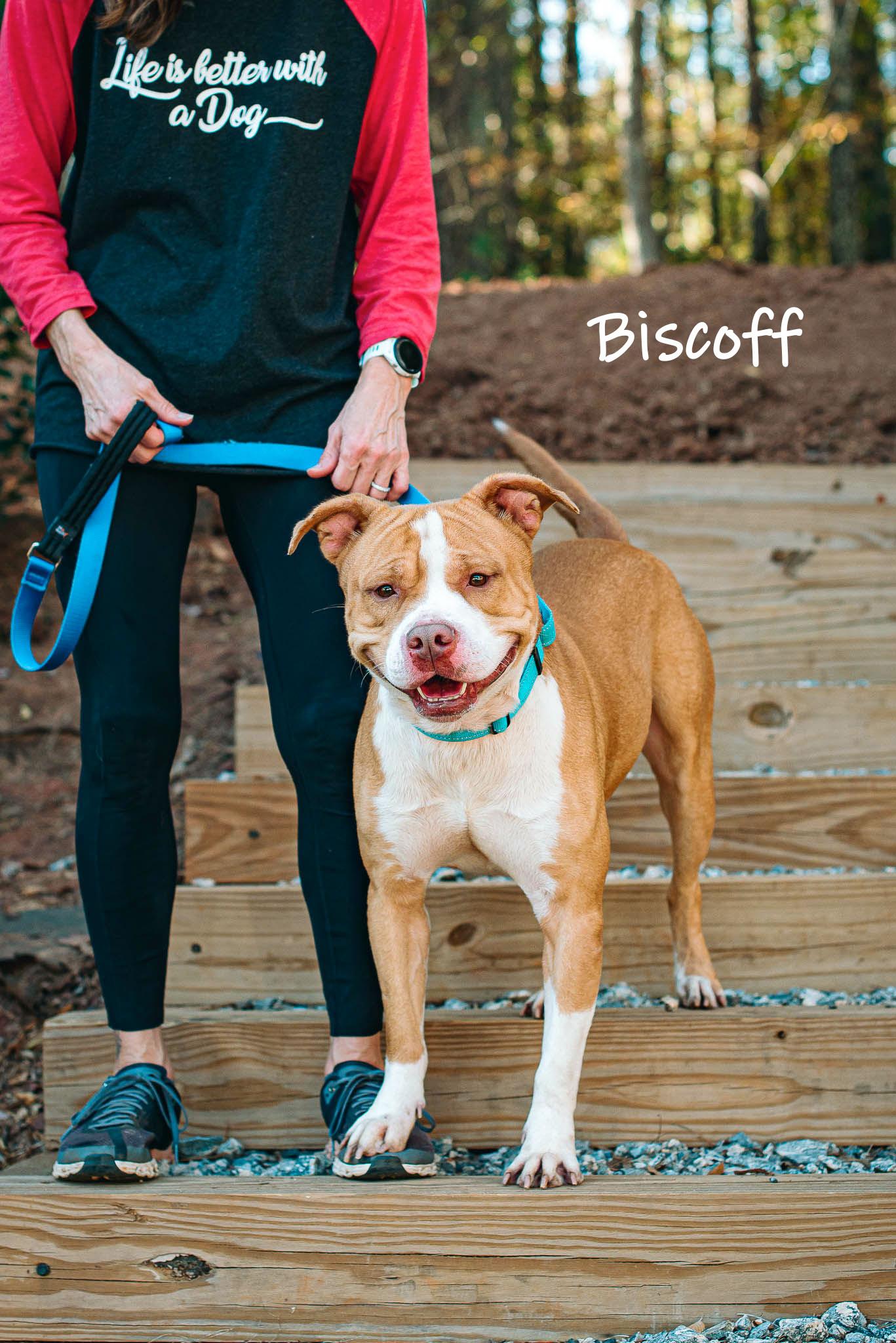 Enlarge Biscoff, a ADOPTABLE Pit Bull Terrier in Bishop, GA image 1/6