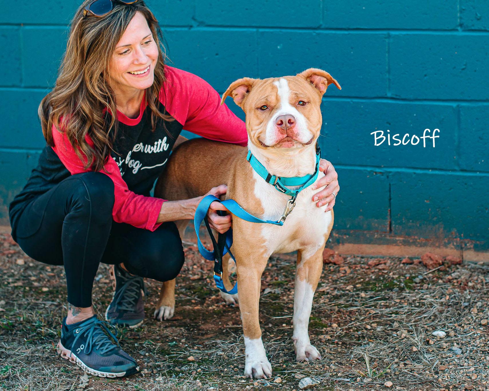 Enlarge Biscoff, a ADOPTABLE Pit Bull Terrier in Bishop, GA image 2/6