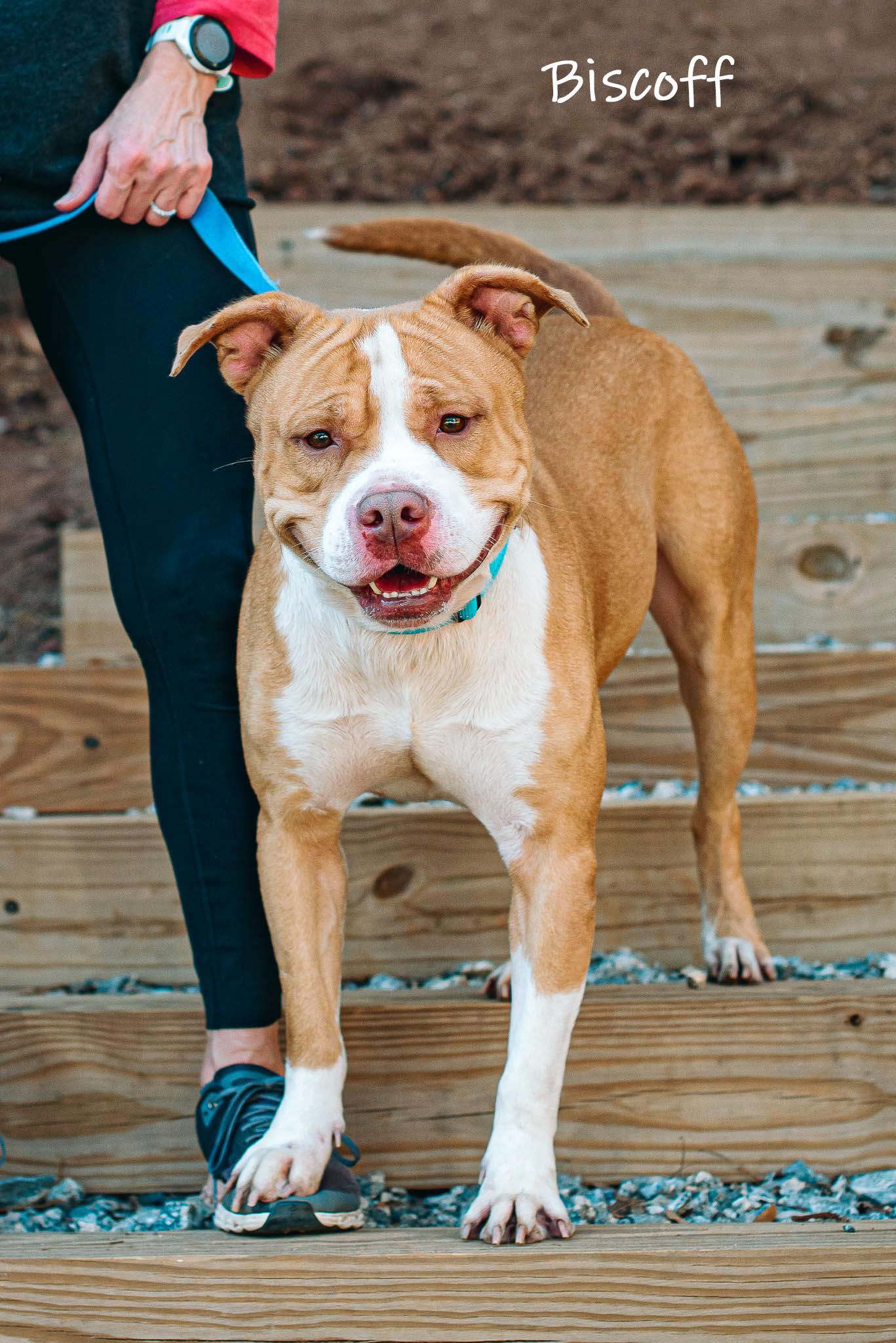 Enlarge Biscoff, a ADOPTABLE Pit Bull Terrier in Bishop, GA image 3/6
