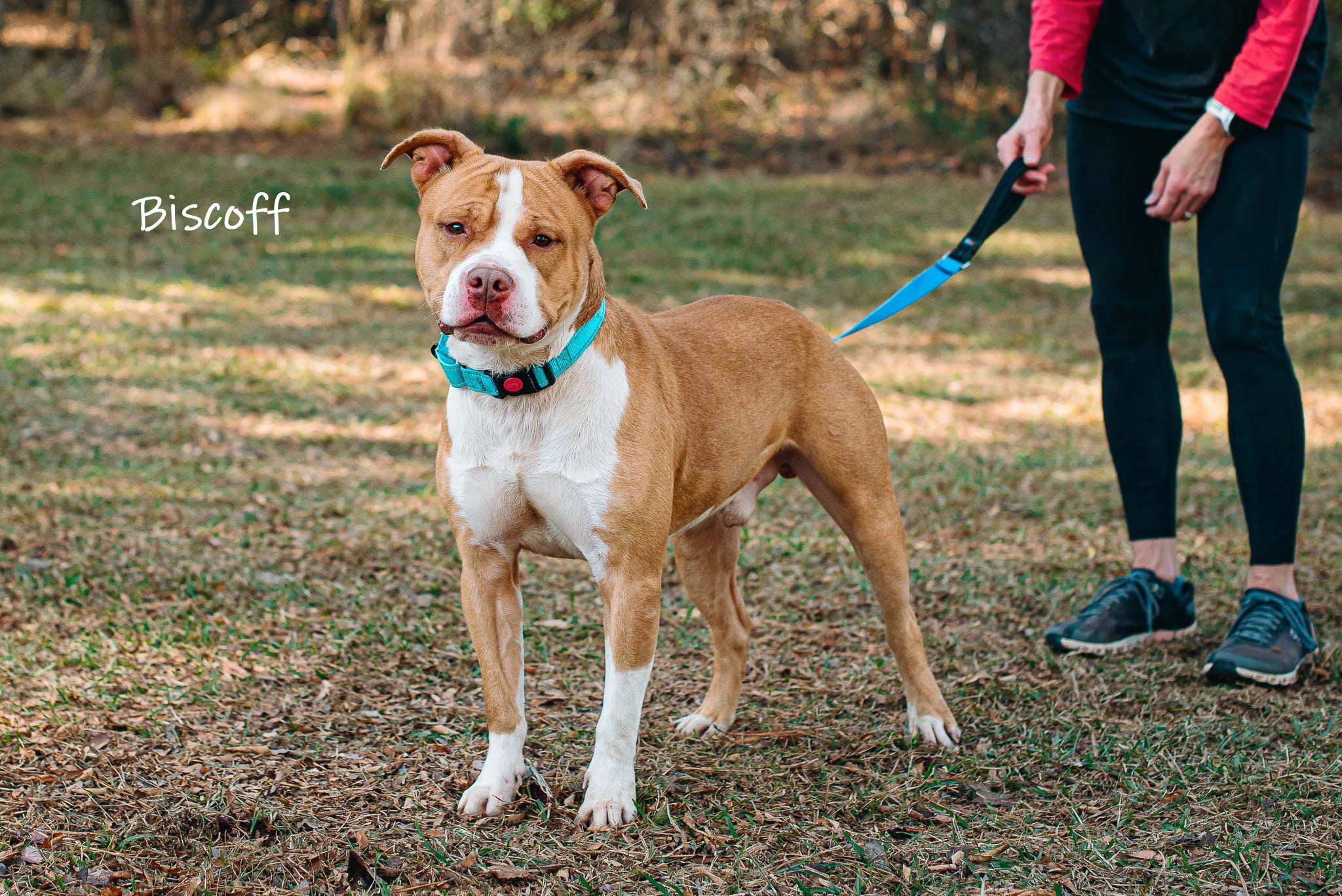 Enlarge Biscoff, a ADOPTABLE Pit Bull Terrier in Bishop, GA image 6/6