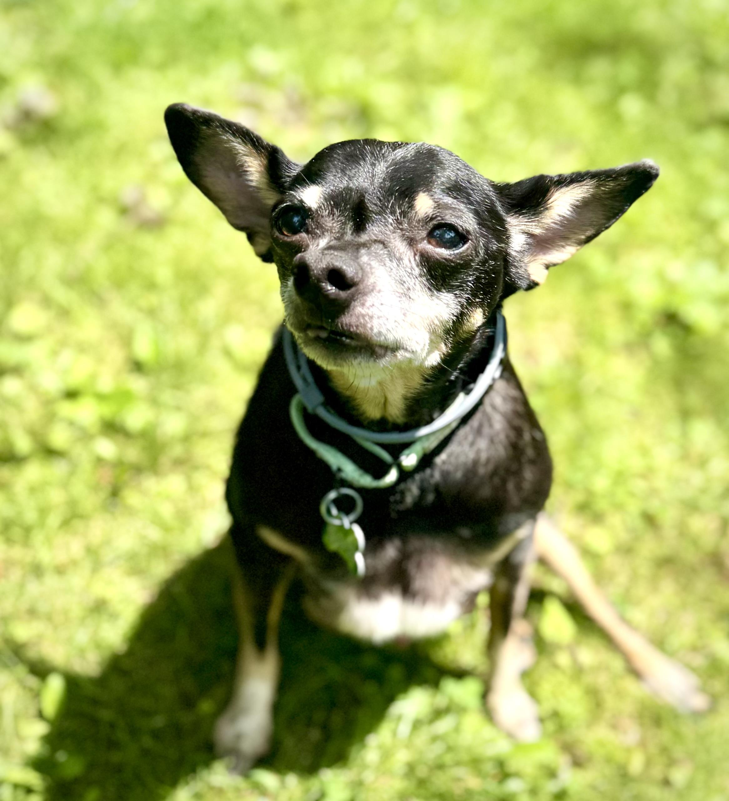 Murphy, Adoptable, Senior Male Rat Terrier.
