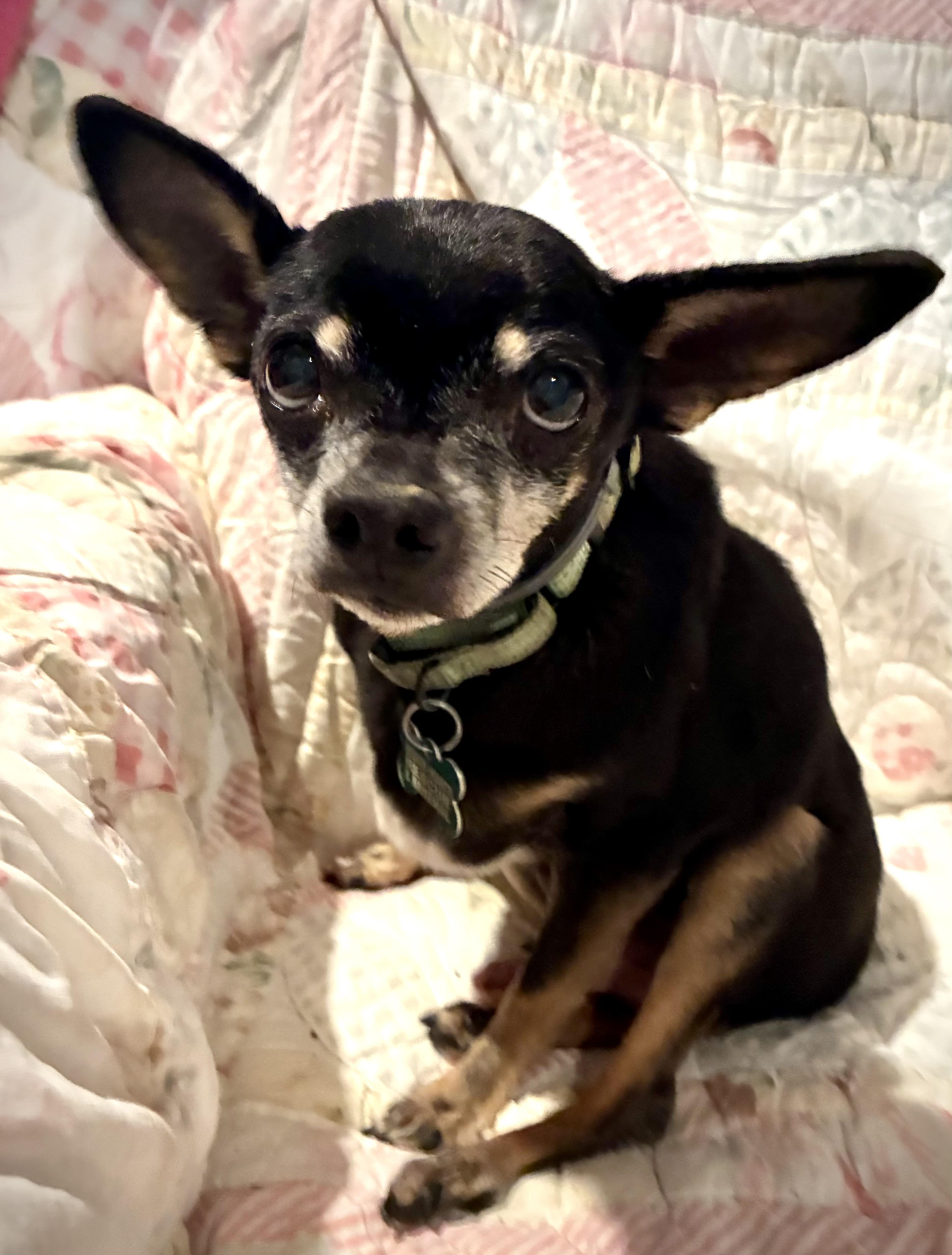 Enlarge Murphy, a Adoptable Rat Terrier in Bradfordwoods, PA image 3/3