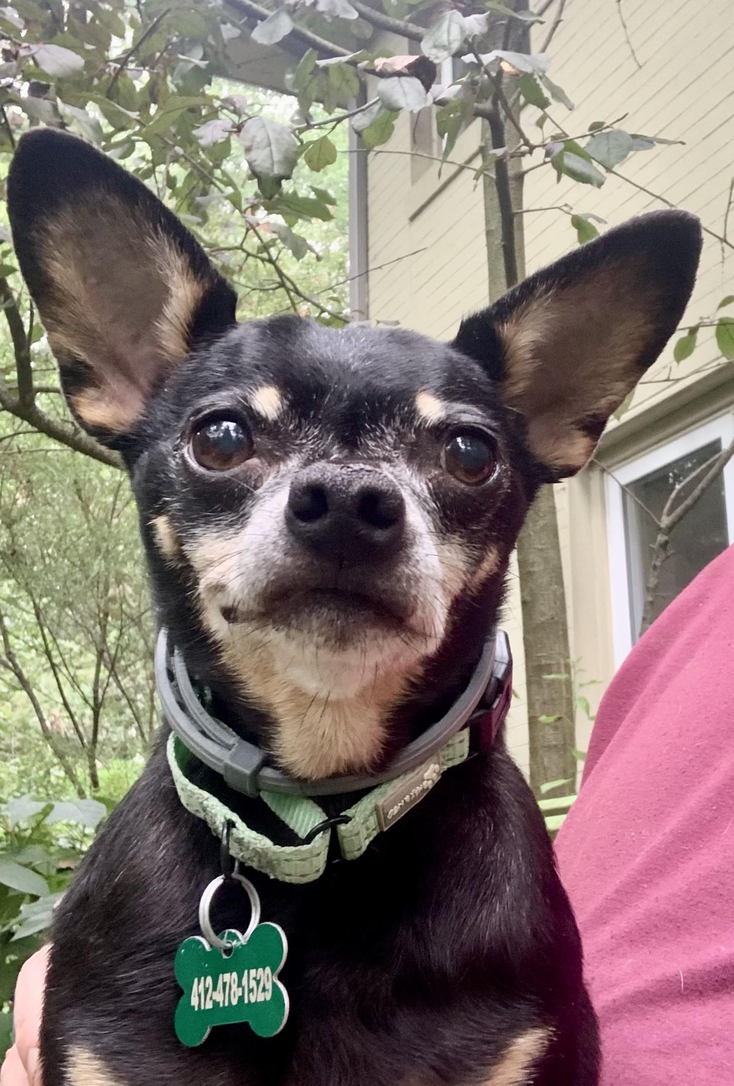 Murphy, a Adoptable Rat Terrier image 2/2