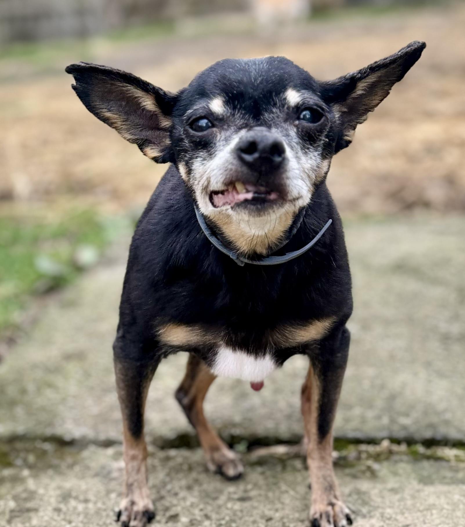 Enlarge Murphy, a Adoptable Rat Terrier in Bradfordwoods, PA image 1/4