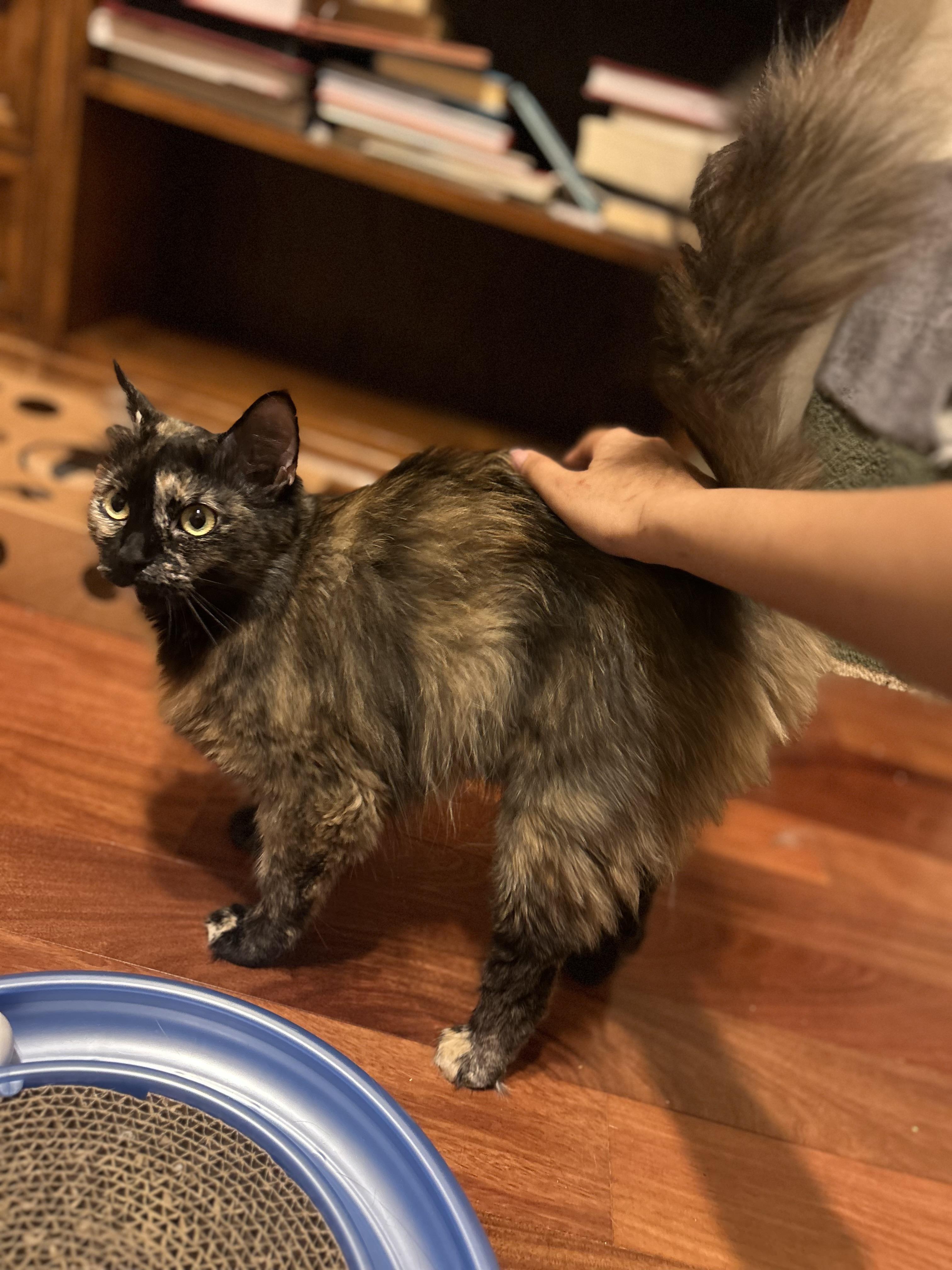 Dahlia (bright-eyed & bushy-tailed) photo 5