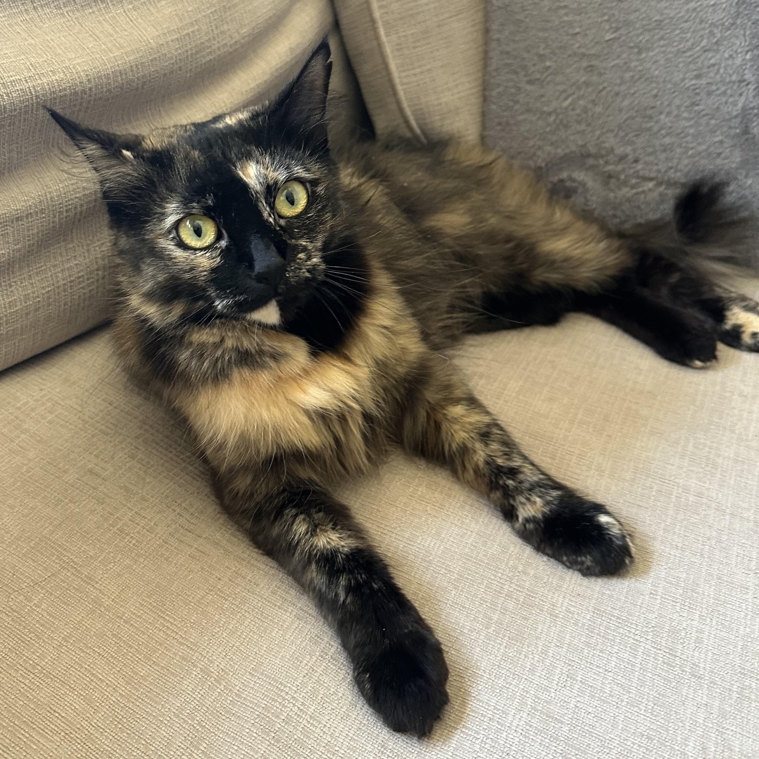 Dahlia (bright-eyed & bushy-tailed), Adult Female unknown