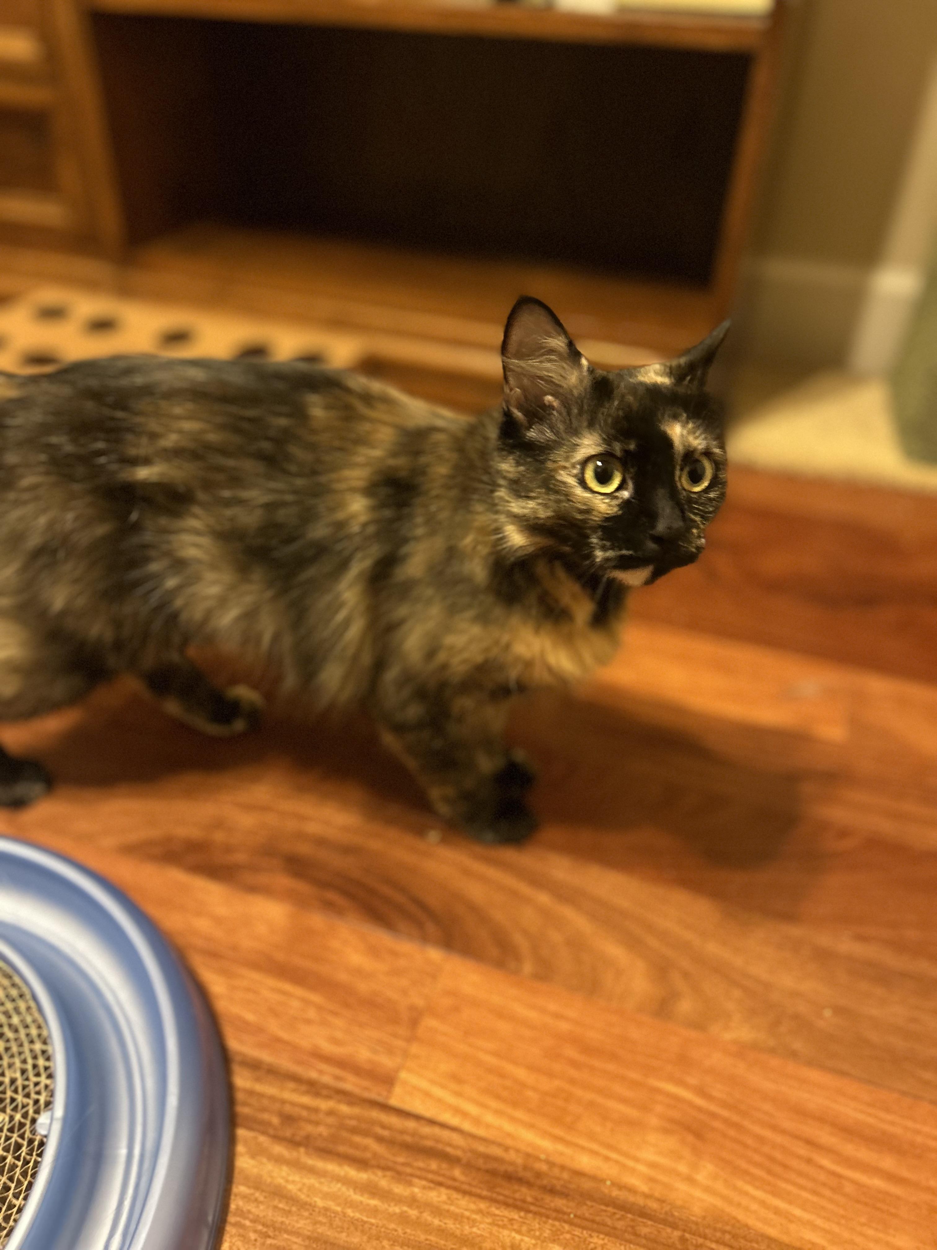 Dahlia (bright-eyed & bushy-tailed) photo 6
