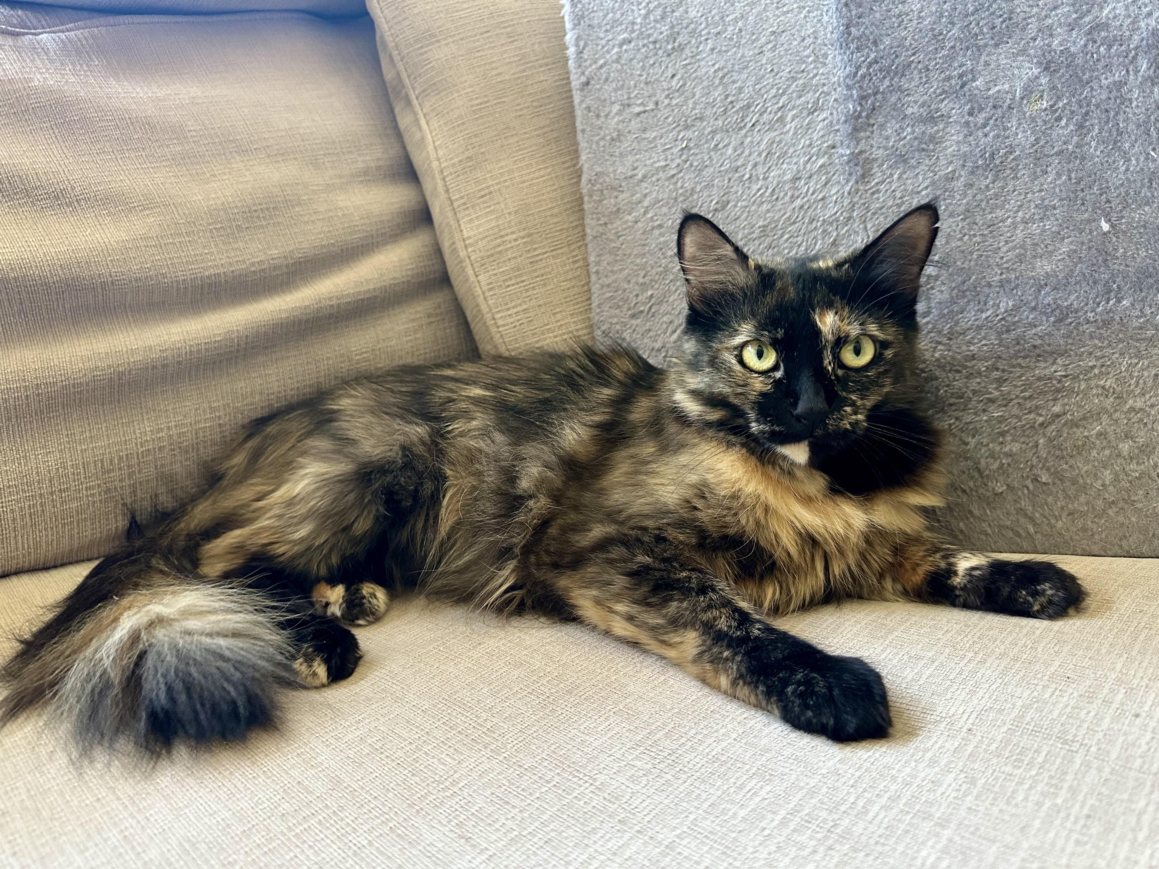Dahlia (bright-eyed & bushy-tailed) photo 4