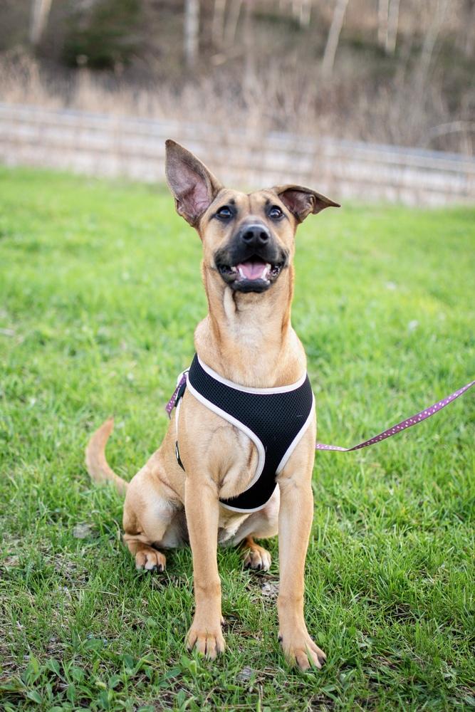Elpaba, Adoptable, Young Female Shepherd & Mixed Breed.