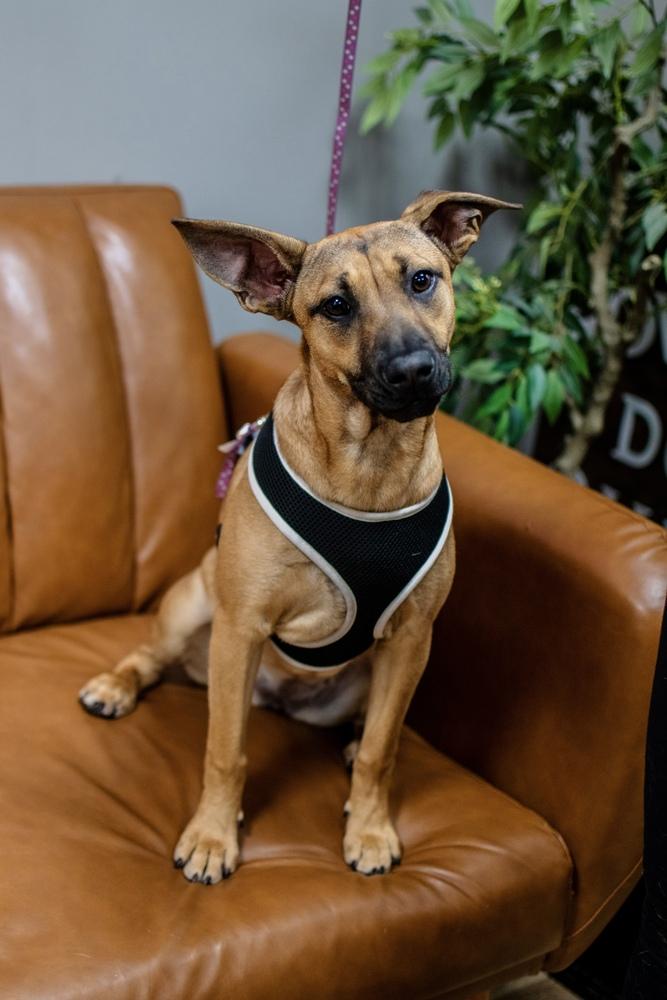 Elpaba, a Adoptable mixed breed in Frankfort, NY image 2/4