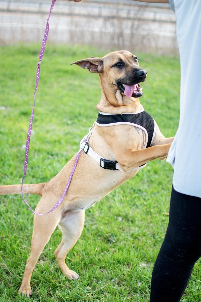 Elpaba, a Adoptable mixed breed in Frankfort, NY image 3/4