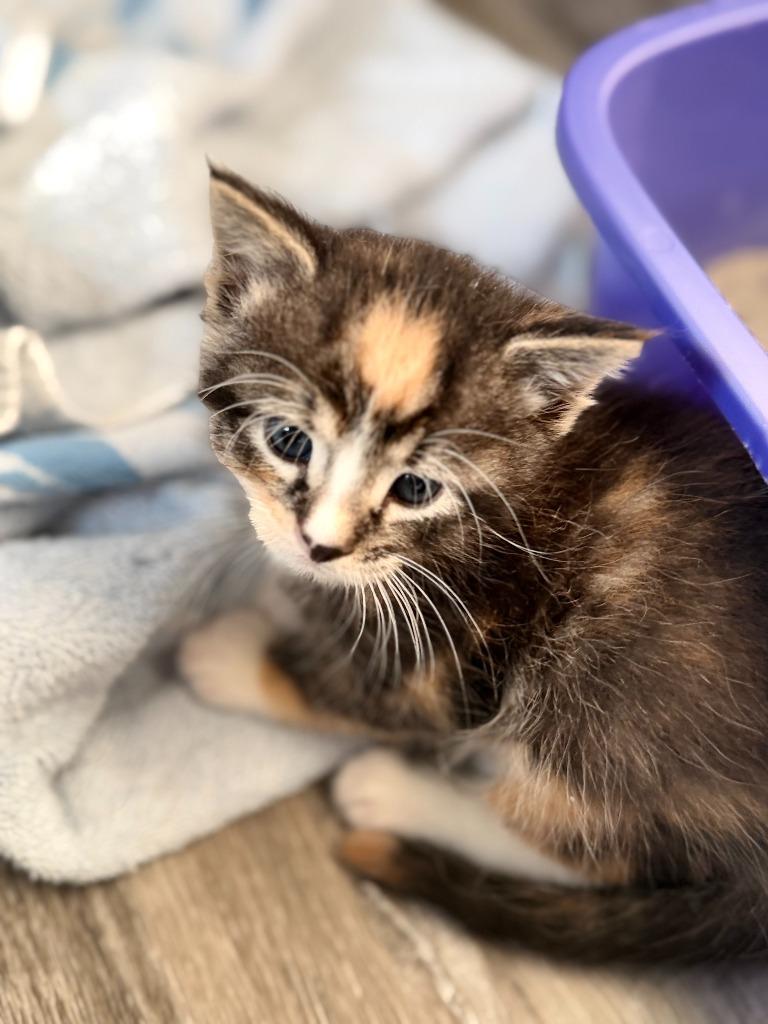Enlarge EMBER, a Adoptable mixed breed in Algona, IA image 1/1
