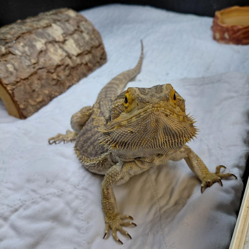 Toothless, Adoptable, Adult Male Bearded Dragon.