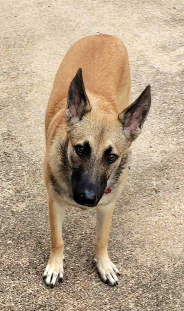 MADDOX, a Adopted mixed breed in Helena, MT image 1/2
