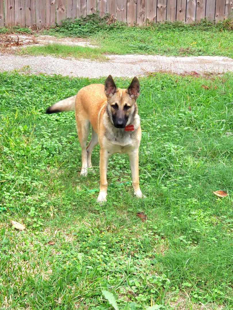 MADDOX, a Adopted mixed breed in Helena, MT image 2/2